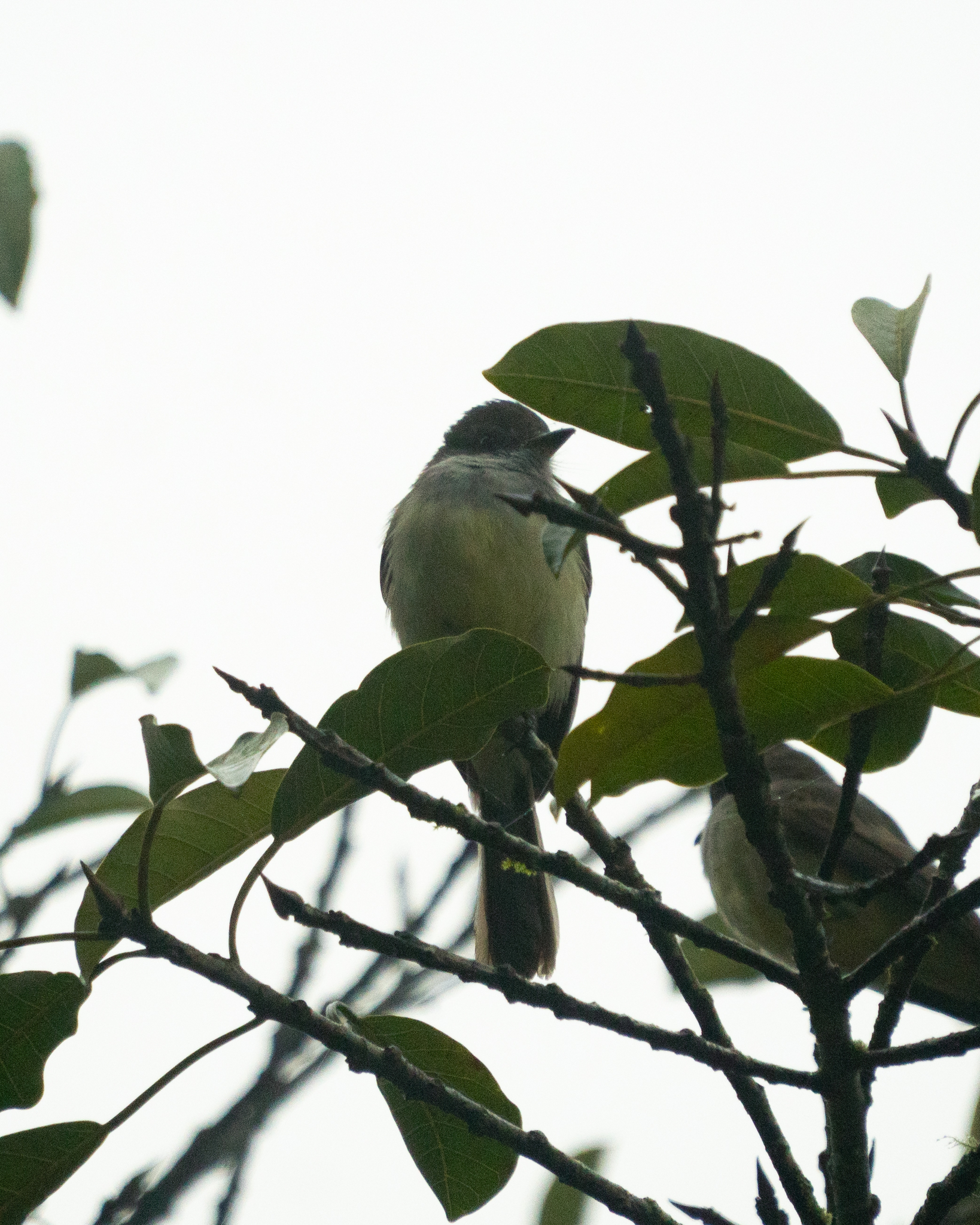 Short-crested Flycatcher (Myiarchus ferox), photo 7