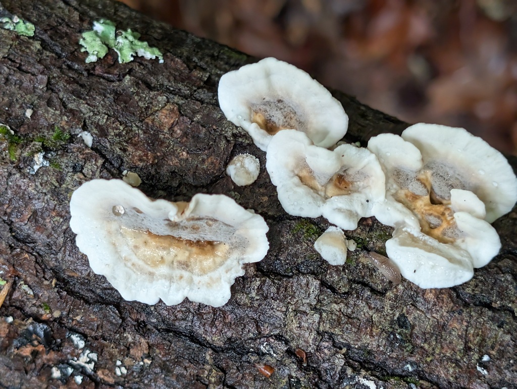 Smoky polypore