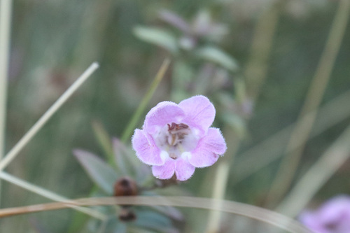 Agalinis genistifolia, photograph 1