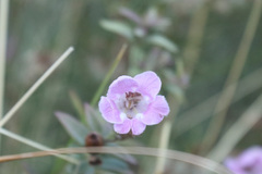 Agalinis genistifolia, photograph (c) Holger Braun, some rights reserved (CC BY)