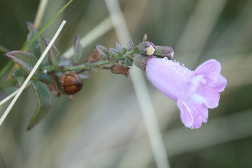 Agalinis genistifolia, photograph 2