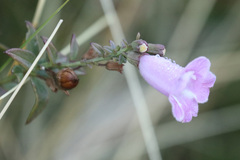 Agalinis genistifolia, photograph (c) Holger Braun, some rights reserved (CC BY)