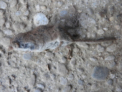 Crocidura leucodon