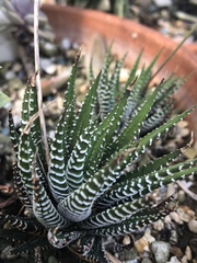 Haworthiopsis