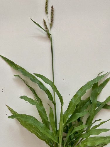 Paspalum fimbriatum