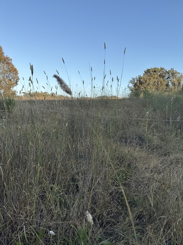 iNaturalist observation photo of harding grass