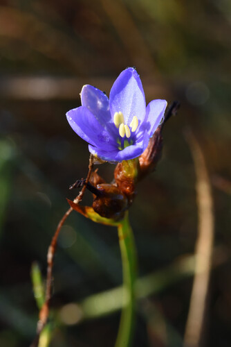 Aristea abyssinica, photograph 2