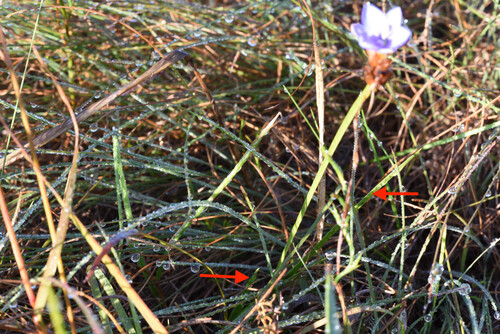 Aristea abyssinica, photograph 3