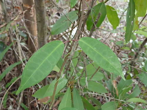 Cynanchum graphistemmatoides, 2026-05-23