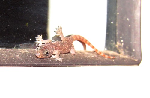 West African House Gecko