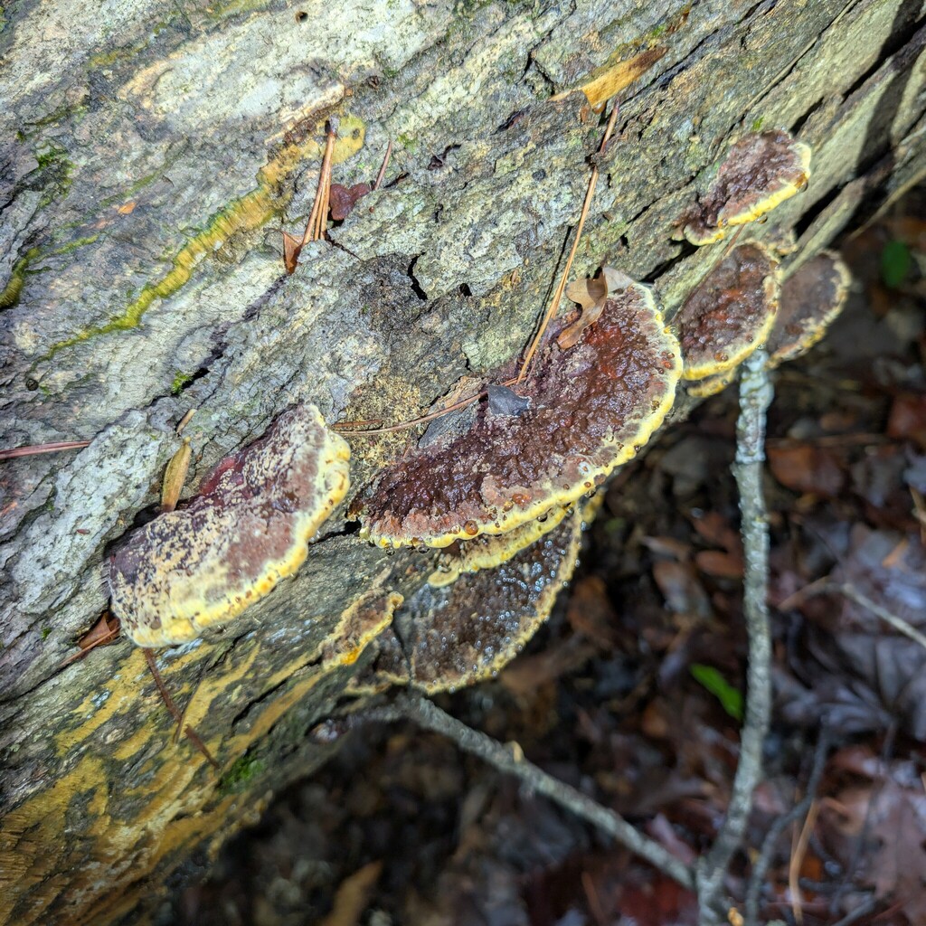 Mustard Yellow Polypore · May 2026 · photo: Photo: (c) Leila Dasher, some rights reserved (CC BY) · iNaturalist