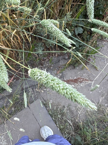 iNaturalist observation photo of harding grass