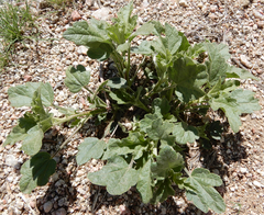 Sphaeralcea incana