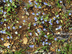 Veronica syriaca