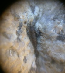 Meinertellidae
