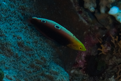 Halichoeres iridis observed 2026-05-12