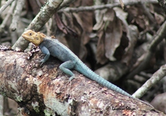 Agama kirkii