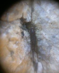 Meinertellidae