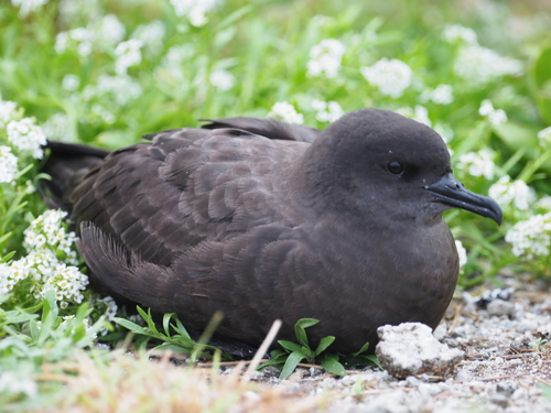 Puffinus nativitatis observed 2026-02-23