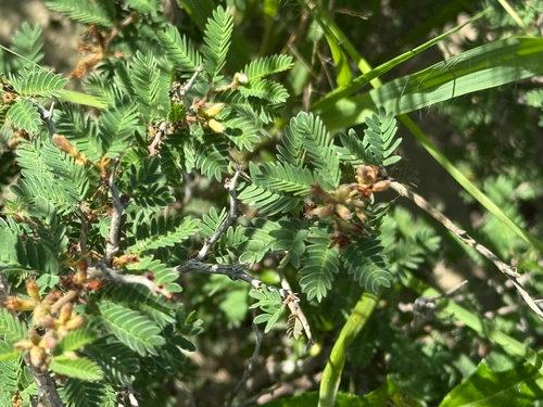 Rio Grande Stickpea