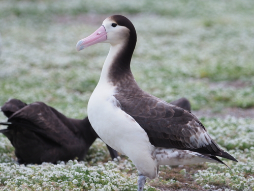 Phoebastria albatrus, 2026-02-23