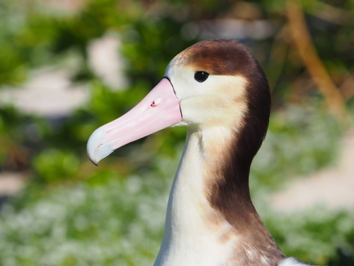 Phoebastria albatrus, 2026-02-24