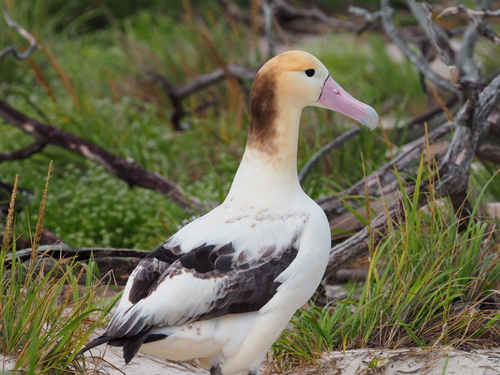 Phoebastria albatrus, 2026-03-13