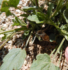 Sphaeralcea incana