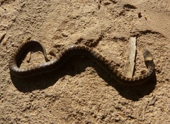 Hypsiglena chlorophaea