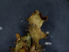 Tuckermanopsis americana