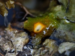 Tuckermanopsis americana