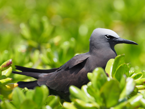 iNaturalist image
