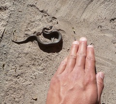 Hypsiglena chlorophaea