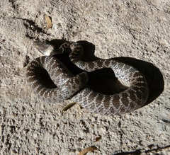 Hypsiglena chlorophaea