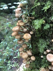 Armillaria mexicana