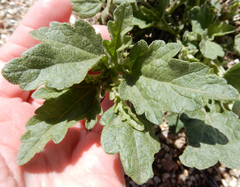 Sphaeralcea incana