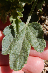 Sphaeralcea incana