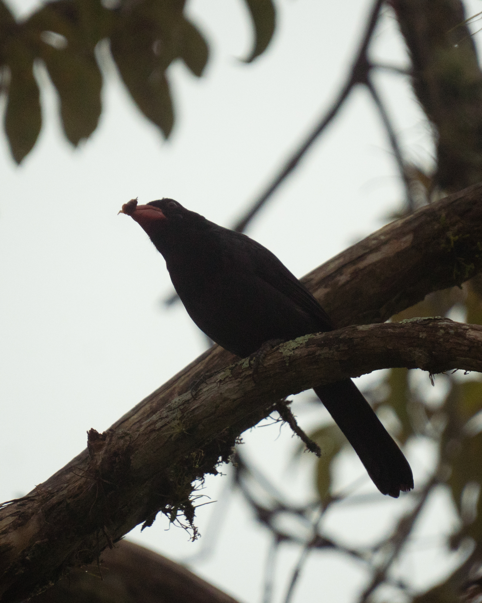Black-throated Grosbeak (Saltator fuliginosus), photo 9