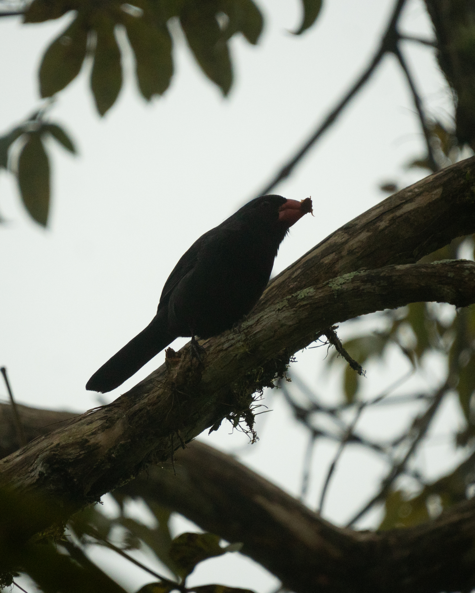 Black-throated Grosbeak (Saltator fuliginosus), photo 10