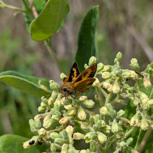 Byssus Skipper photo 4