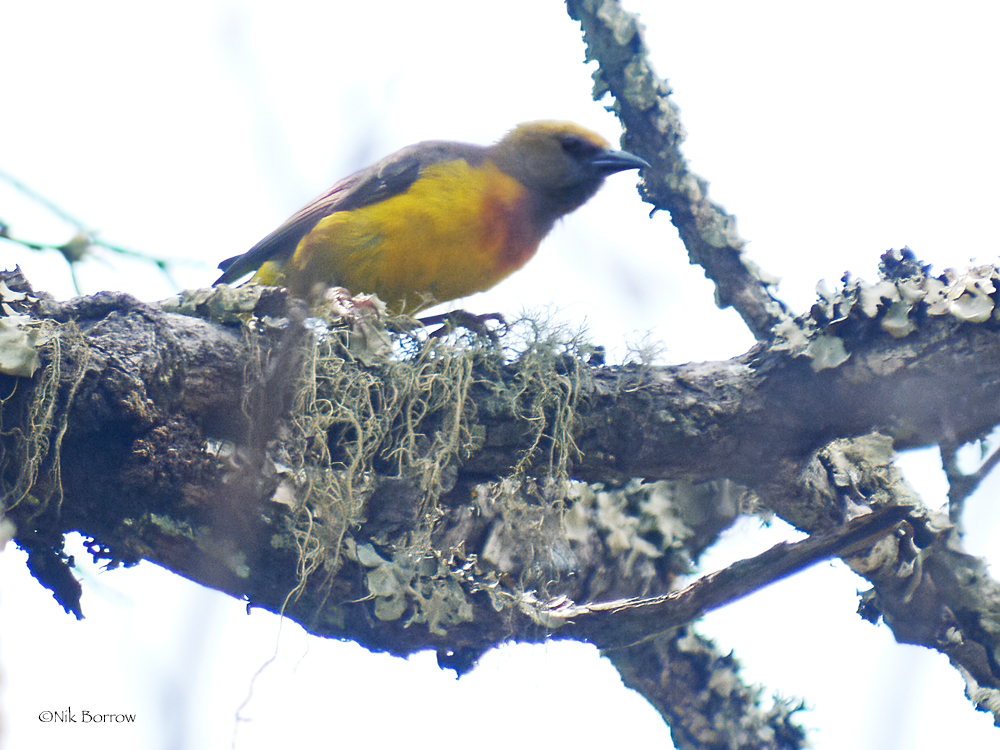 Olive-headed Weaver photo