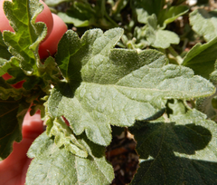 Sphaeralcea incana
