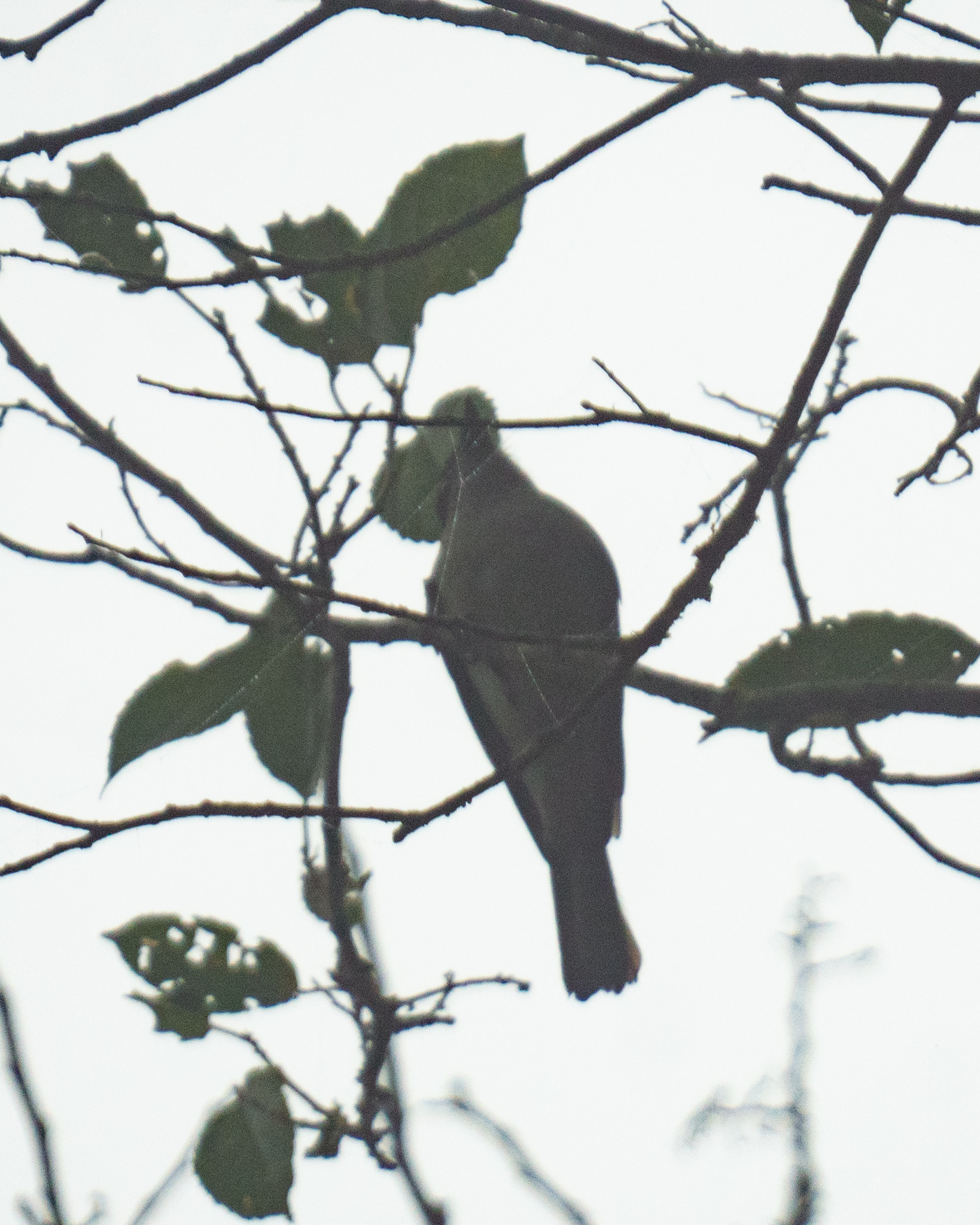 Sibilant Sirystes (Sirystes sibilator), photo 7