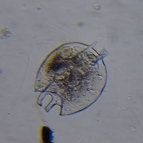 Platyias quadricornis