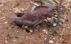 Pamphagidae