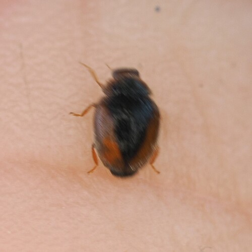 Loew's Lady Beetle photo 3