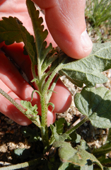 Sphaeralcea incana