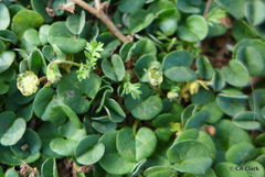 Dichondra repens