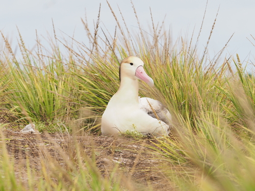 Phoebastria albatrus, 2025-11-25