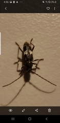 Enaphalodes taeniatus